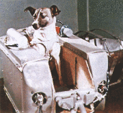 La perrita Laika, primer pasajero vivo hacia el espacio (Foto: MM)